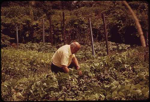 man surrounded by vegetable plants on boston urban farm, 1973